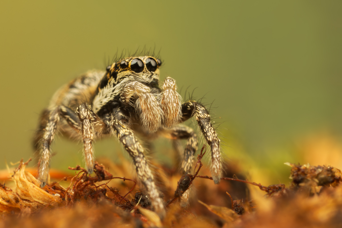 Zebra Spider 2